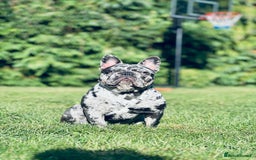 French Bulldog dogs for sale: Pure French bulldog female merle - Image 9