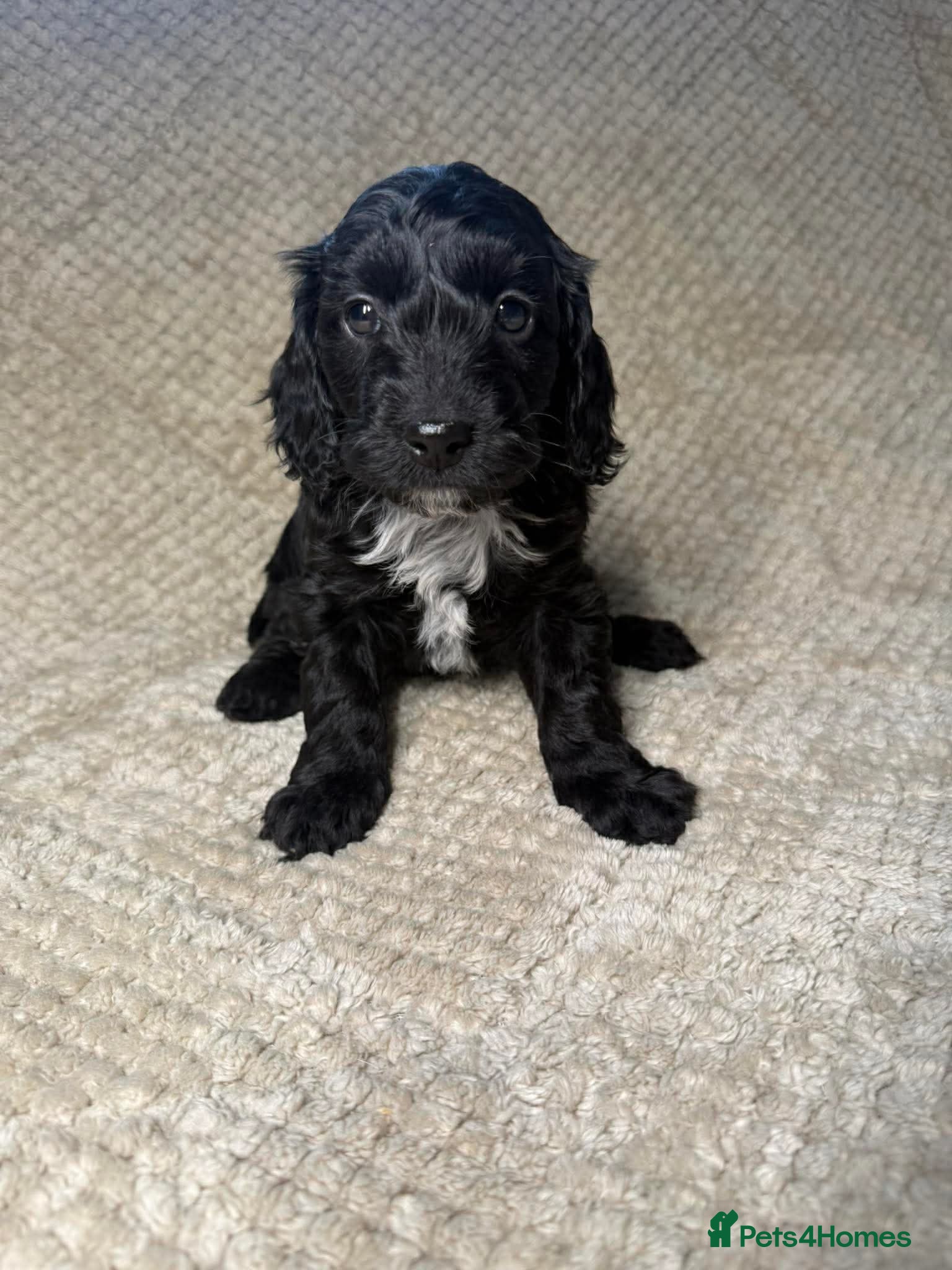 Cockapoo dogs F1 Cockapoo puppies  - Advert 6