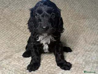 Cockapoo dogs F1 Cockapoo puppies - Advert 5