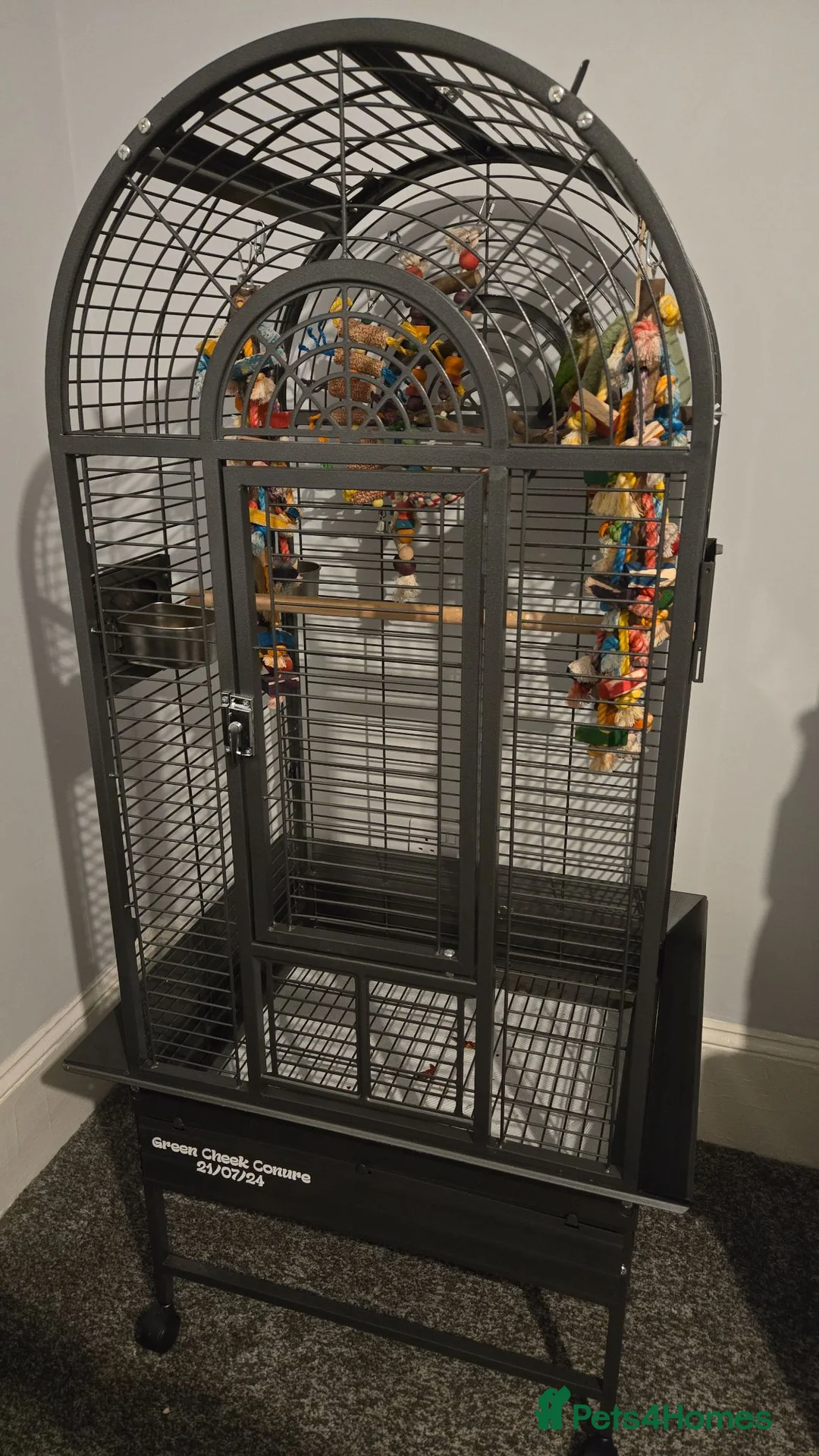 Conures birds for sale: Ozzy the Green Cheek Conure in Redcar - Advert 4