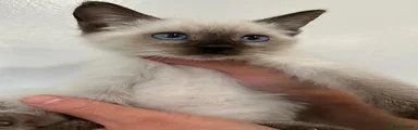 Siamese 3