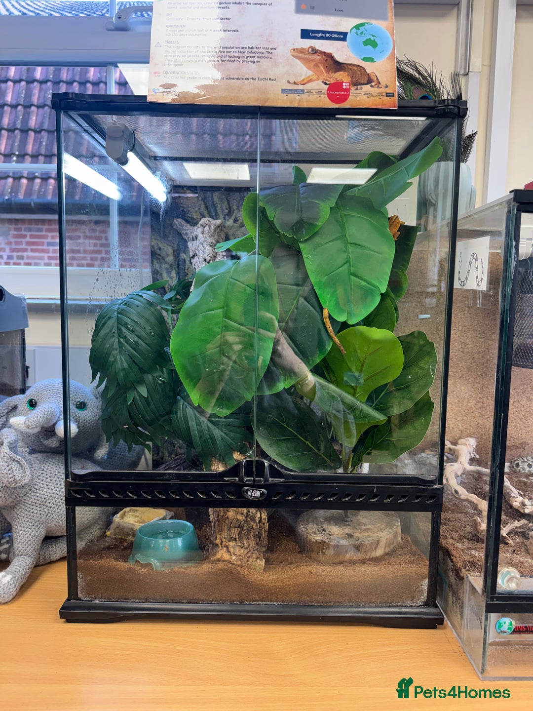 Gecko reptiles for sale: Two crested geckos for sale with exo terra  - Advert 3