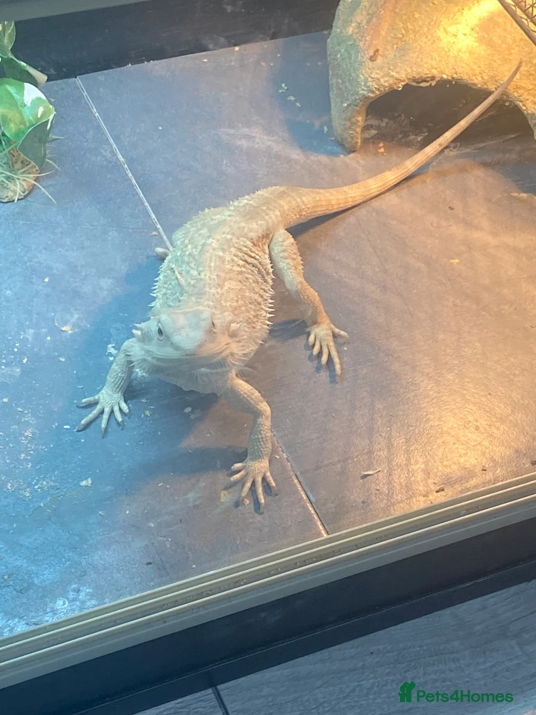 Bearded Dragon reptiles for sale: Gorgeous bearded dragon.  - Advert 10