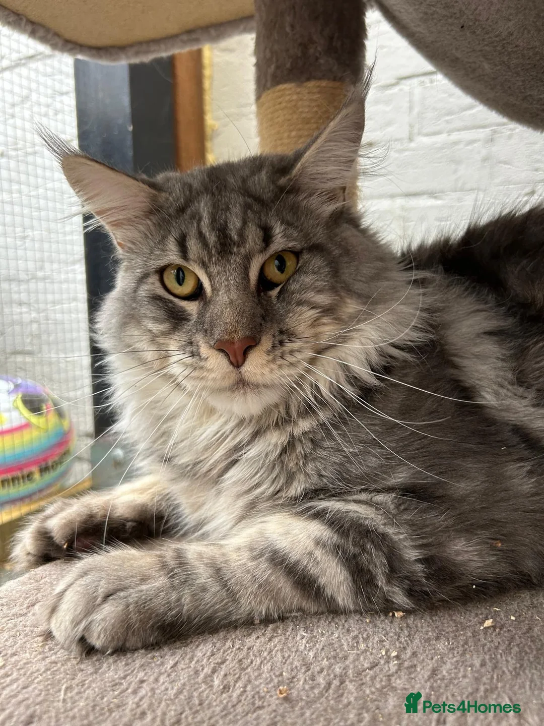 Maine Coon cats for stud: TICA ACTIVE MAINE COON STUD - Advert 2