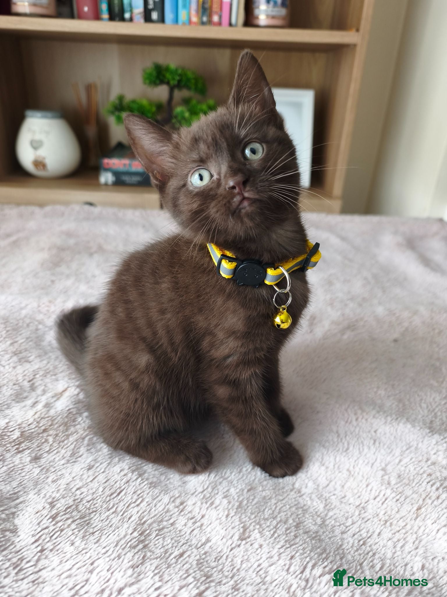 Mixed Breed cats Gorgeous British Shorthair Mix Kittens - Advert 9