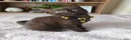 Mixed Breed cats for sale: Gorgeous British Shorthair Mix Kittens - Advert 1