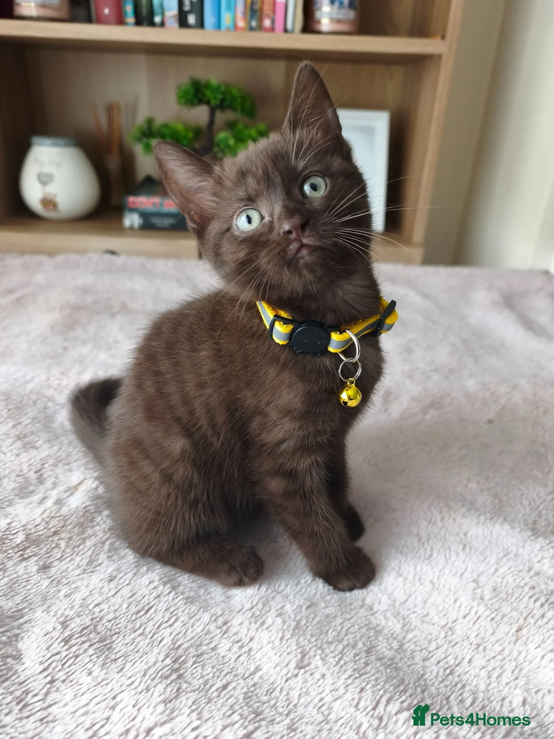 Mixed Breed cats for sale: Gorgeous British Shorthair Mix Kittens - Advert 1