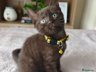 Mixed Breed cats Gorgeous British Shorthair Mix Kittens - Advert 9
