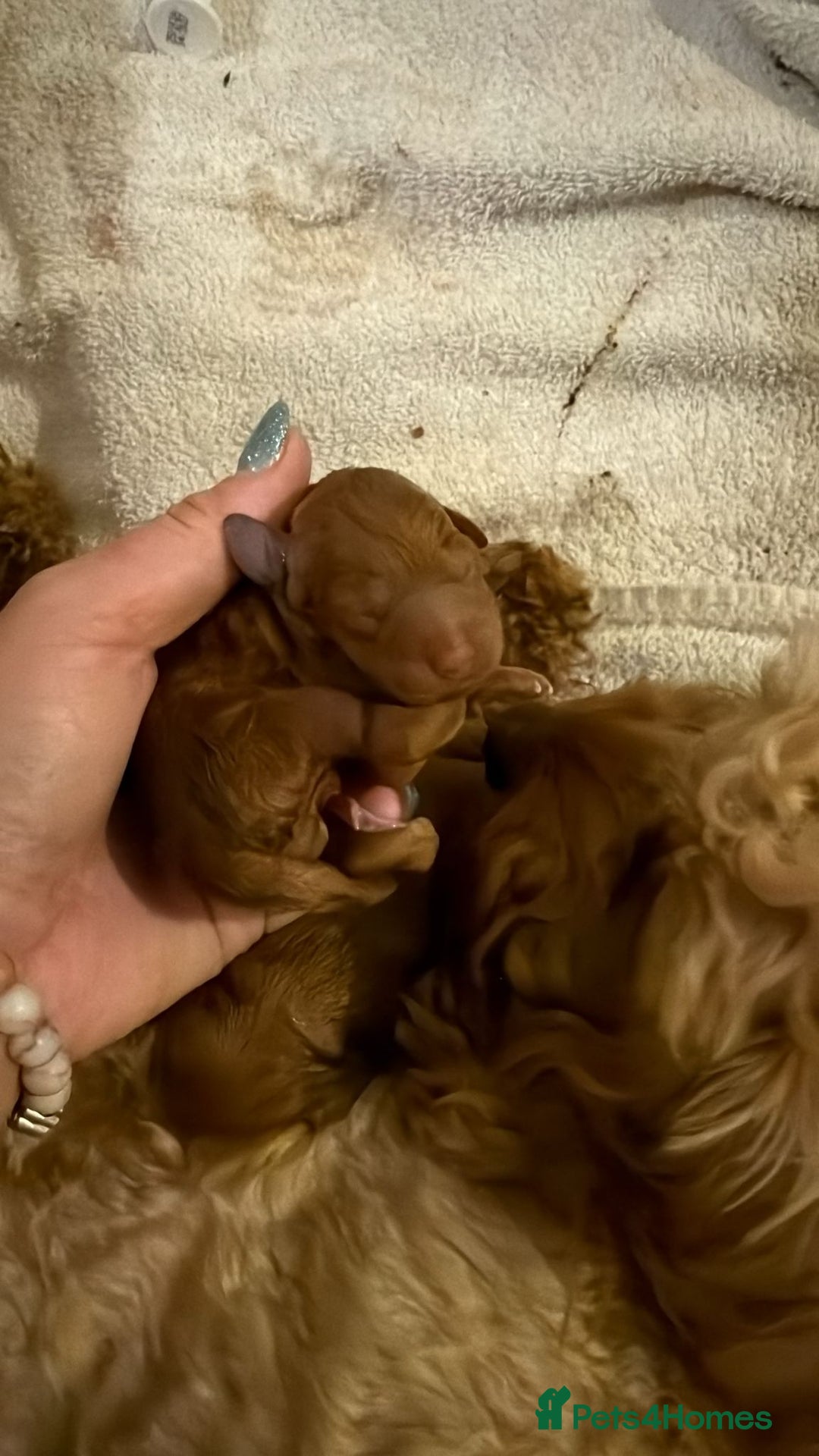 Cockapoo dogs for sale: Mini red cockapoo puppies ready 17th Jan 2026  - Advert 7