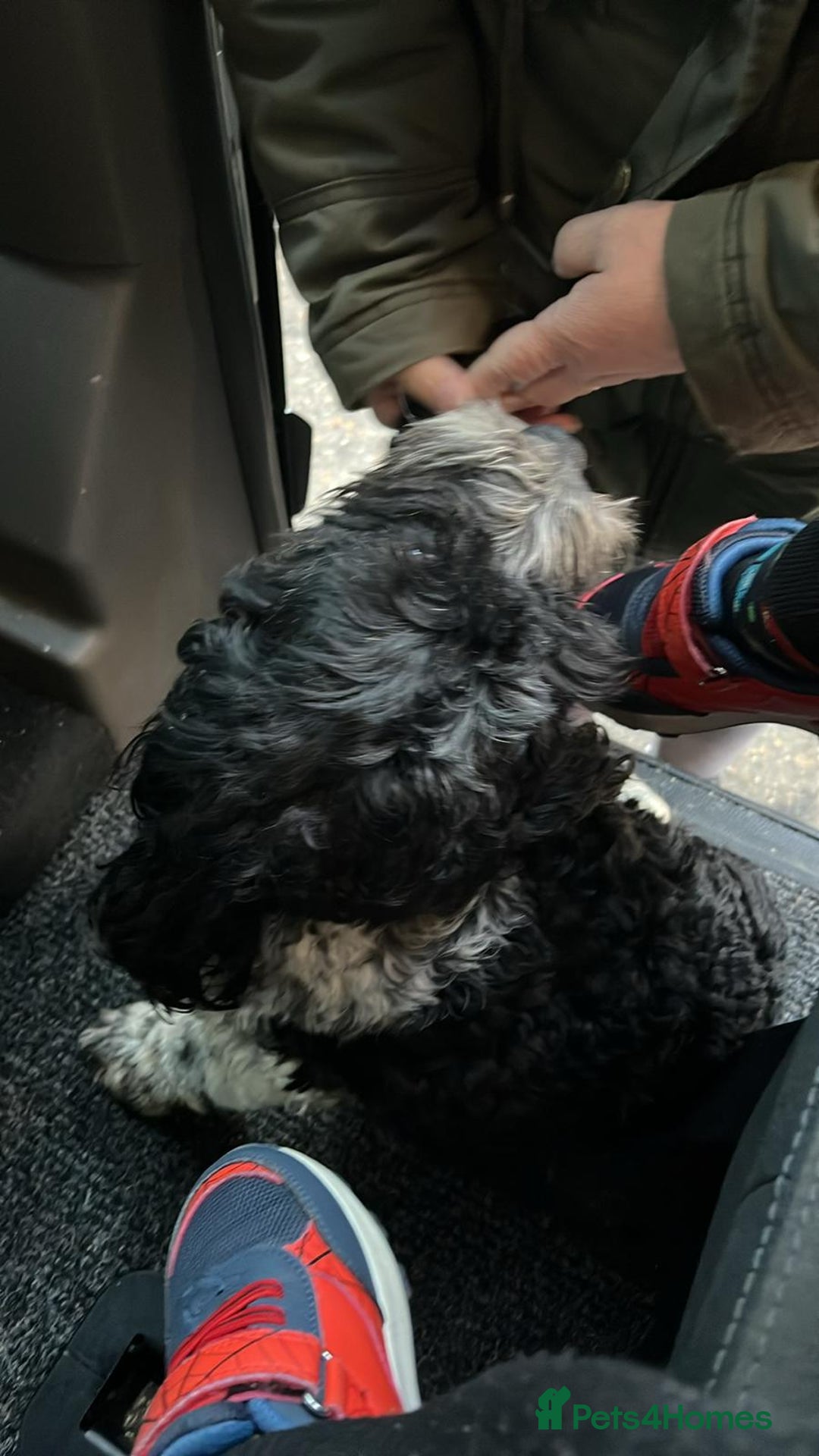 Cockapoo dogs for sale: Male Cockerpoo - Advert 4