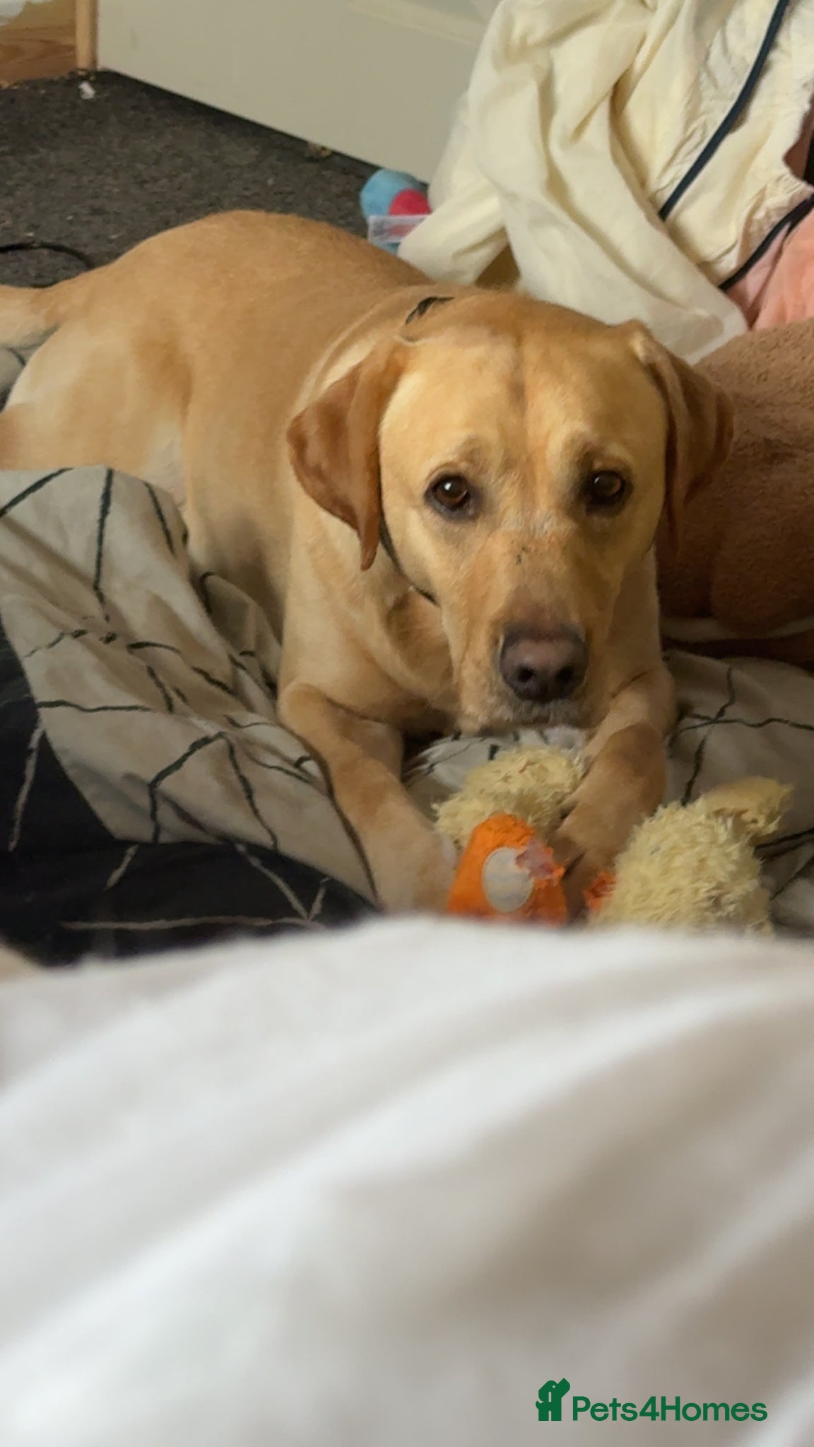 Labrador Retriever dogs 5 year old Male Labrador  - Advert 2