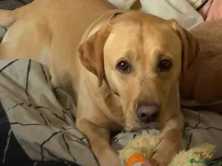 Labrador Retriever dogs 5 year old Male Labrador - Advert 2