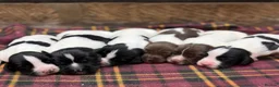 English Springer Spaniel dogs for sale: Stunning Springer Spaniels - Advert 11
