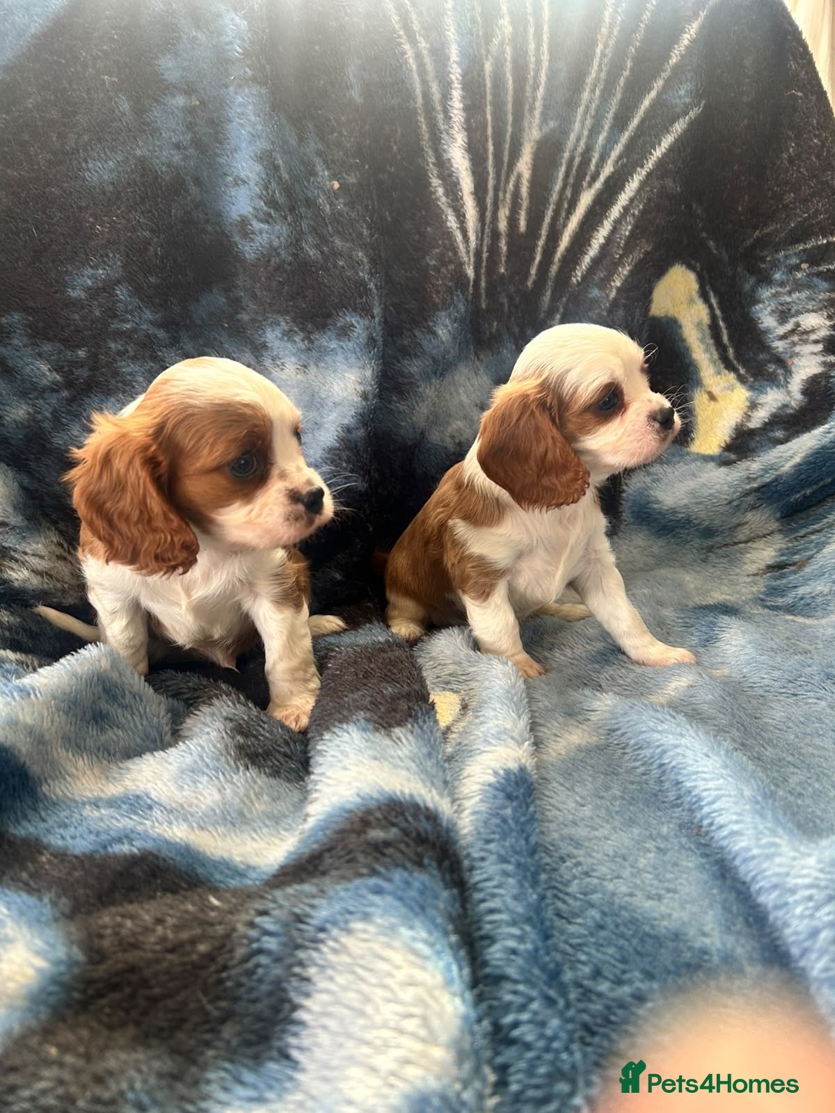 Cavalier King Charles Spaniel dogs Adorable King Charles pups - Advert 1