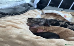 Mixed Breed dogs for sale: Cockapoo cross cavapoo - Image 13