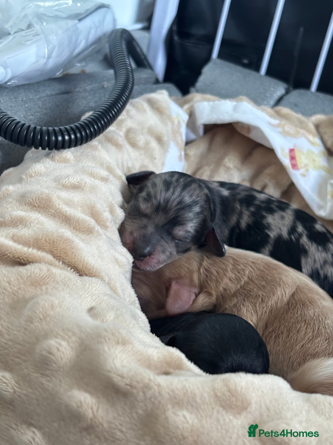 Mixed Breed dogs for sale: Cockapoo cross cavapoo - Image 13