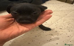 Patterdale Terrier dogs for sale: patterdale terrier pups ready to go - Image 2