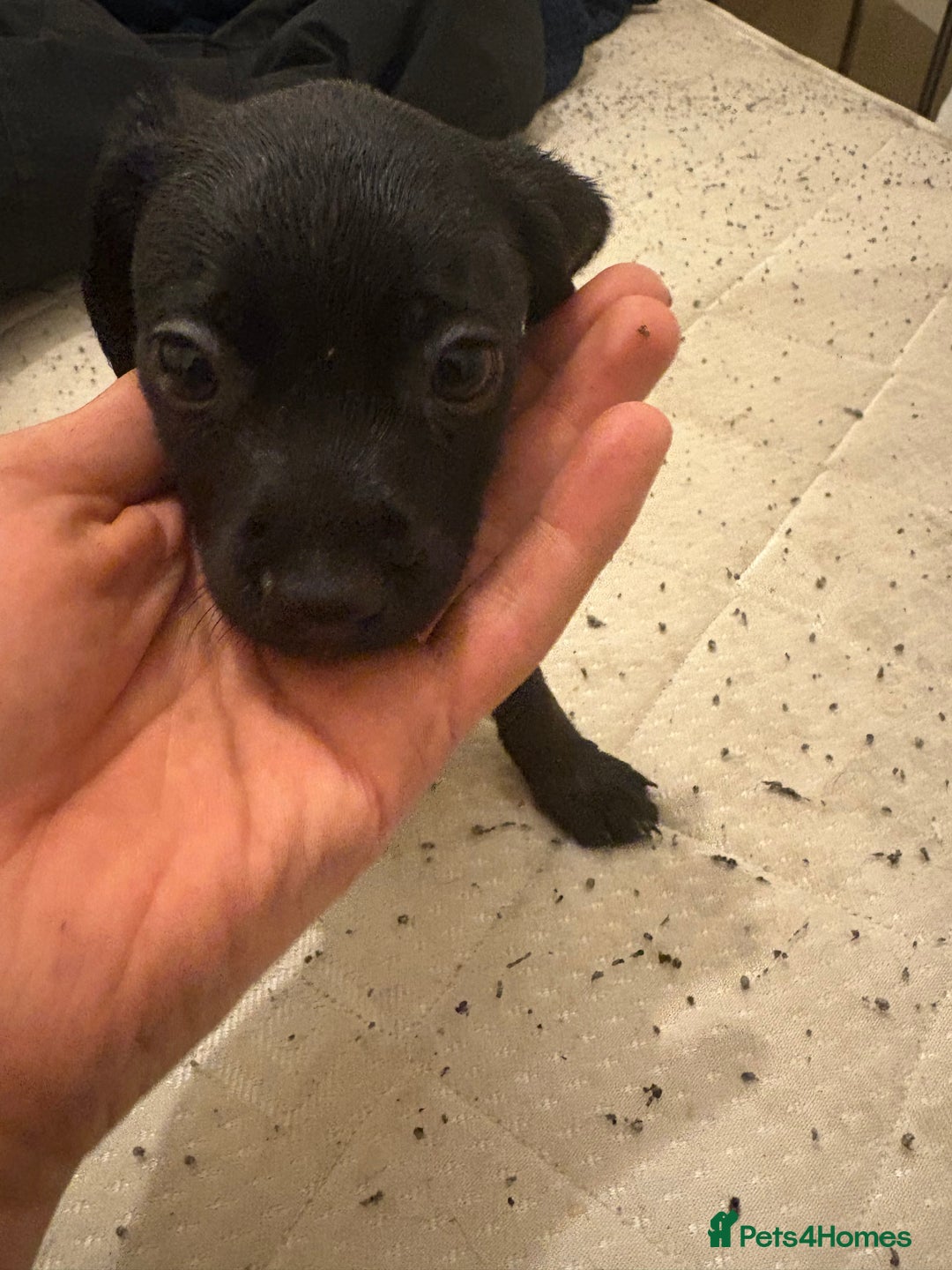Patterdale Terrier dogs for sale: patterdale terrier pups ready to go - Image 2