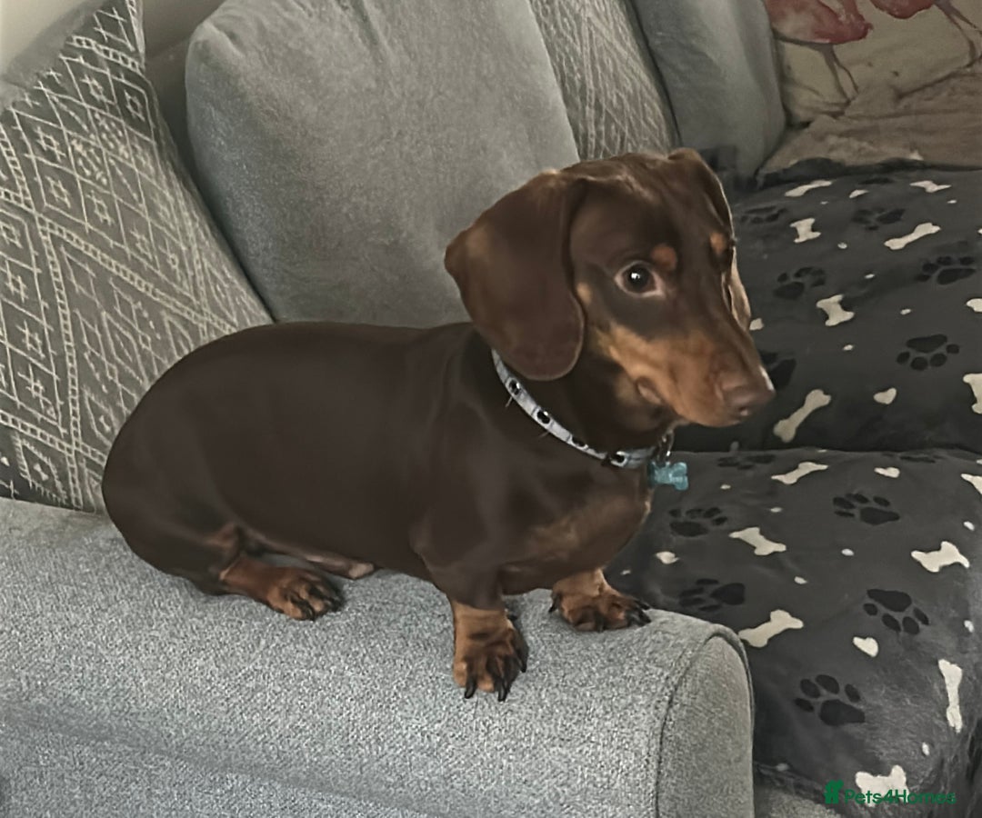 Dachshund dogs for sale: 2 and a half year old male - Advert 1