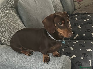 Dachshund dogs 2 and a half year old male - Advert 4