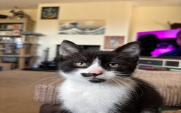 Mixed Breed cats for sale: 3 adorable kittens ready for their forever homes - Image 9