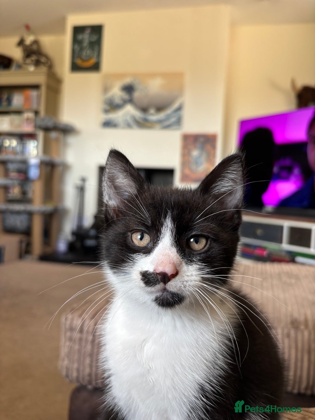 Mixed Breed cats for sale: 3 adorable kittens ready for their forever homes - Image 9