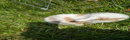 Mini Lop rabbits for sale: 4 Purebred Mini Lop kits for sale - Advert 5