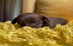 Miniature Dachshund dogs for sale: Miniature Dachshund stunning puppies  - Image 40