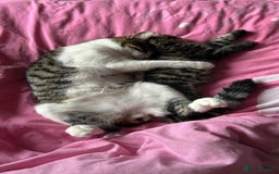 Maine Coon cats for sale: Fluffy female white black tabby male - Image 9