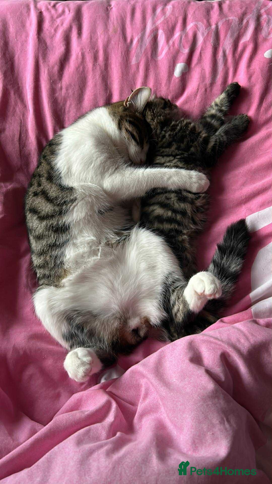 Maine Coon cats for sale: Fluffy female white black tabby male - Image 9