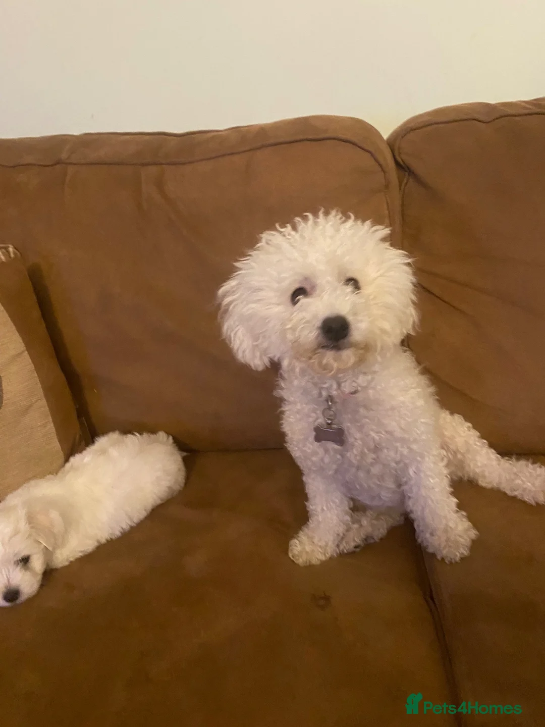 Bichon Frise dogs for sale: 3 boys and 2 girls ready to go after 17/08 - Advert 16