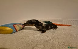 Miniature Dachshund dogs for sale: ❤️ 🐕 Miniature Dachshunds  - Image 10