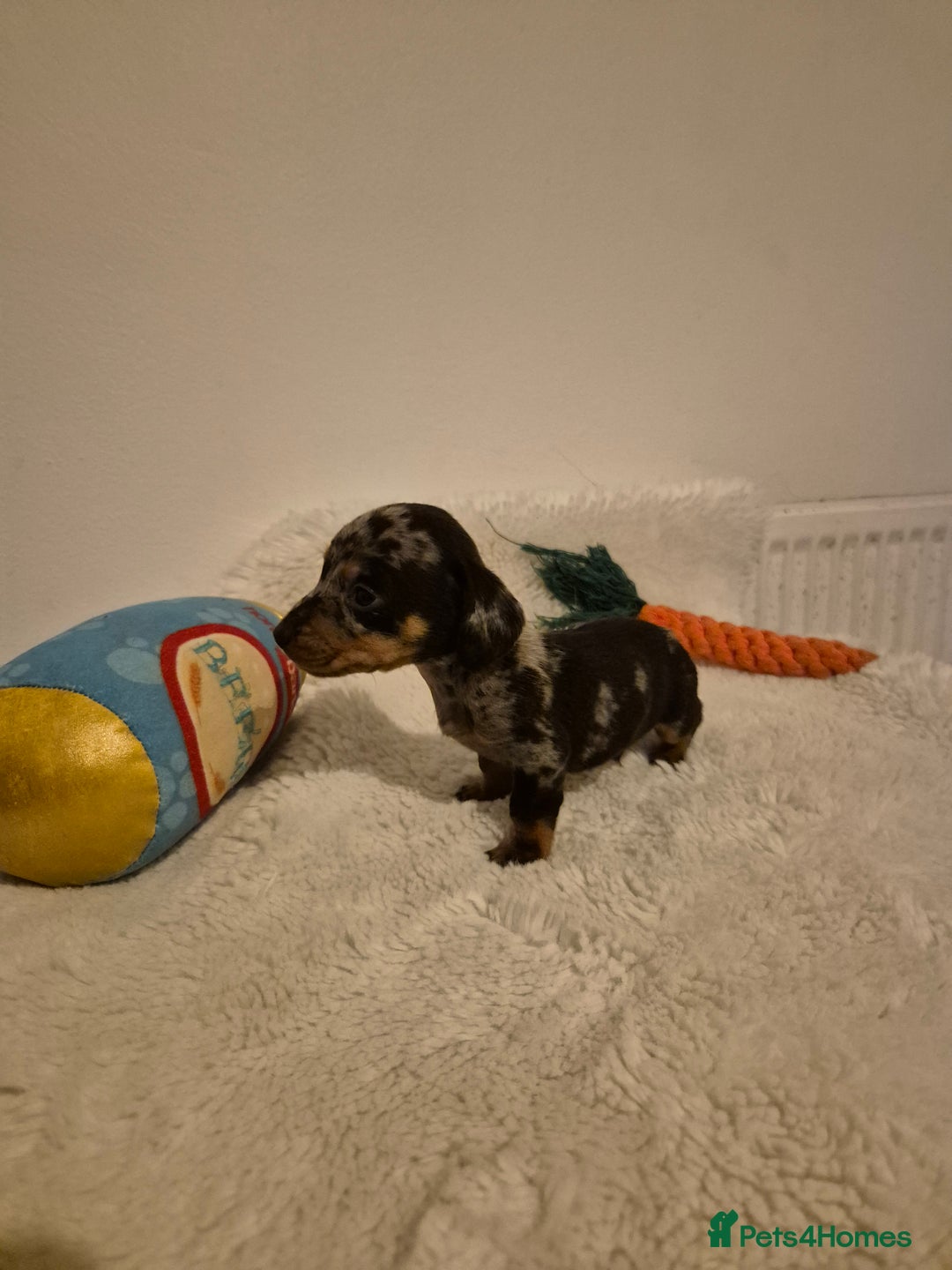Miniature Dachshund dogs for sale: ❤️ 🐕 Miniature Dachshunds  - Image 10