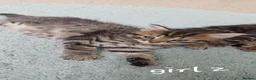American Shorthair cats for sale: Kittens - Advert 8