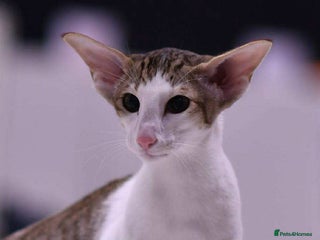 Siamese cats Siamese and Oriental kittens - Advert 1