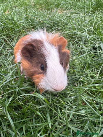 Guinea Pig rodents - Advert 2