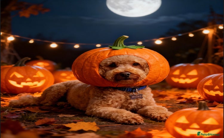 Toy Poodle dogs in Gloucester - Advert 1