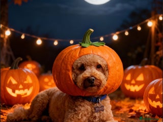 Toy Poodle dogs in Gloucester - Advert 1