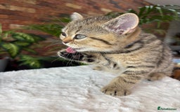 British Shorthair cats for sale: 💎Rare Silver & Spotted BSH Kittens ns 12 & n 24🐾 - Image 35
