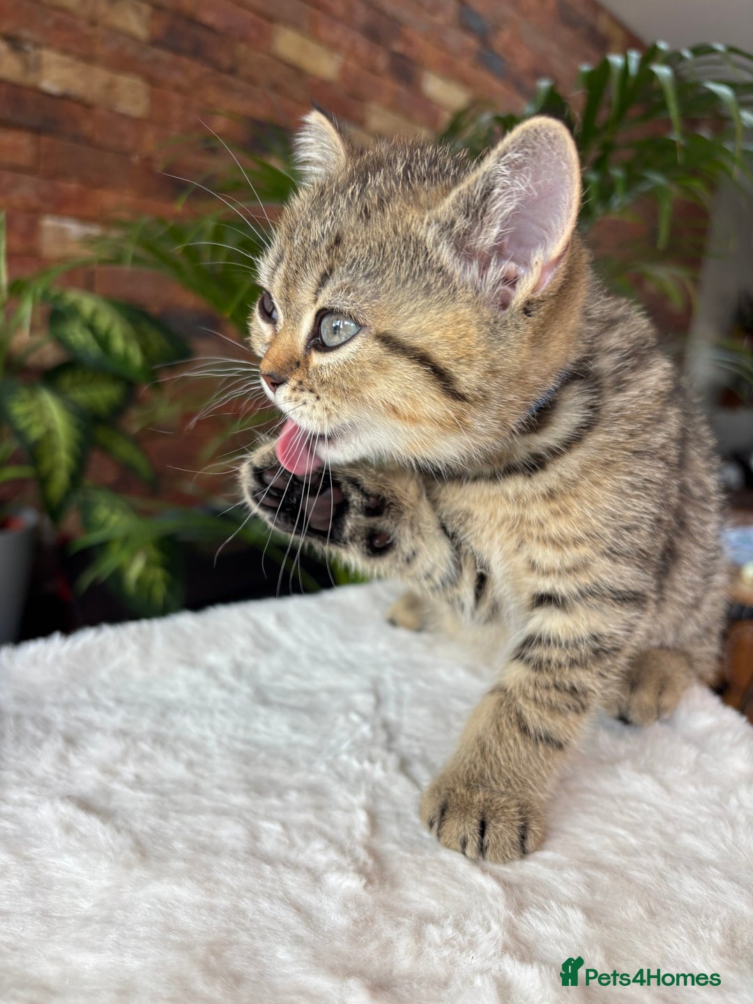 British Shorthair cats for sale: 💎Rare Silver & Spotted BSH Kittens ns 12 & n 24🐾 - Image 35