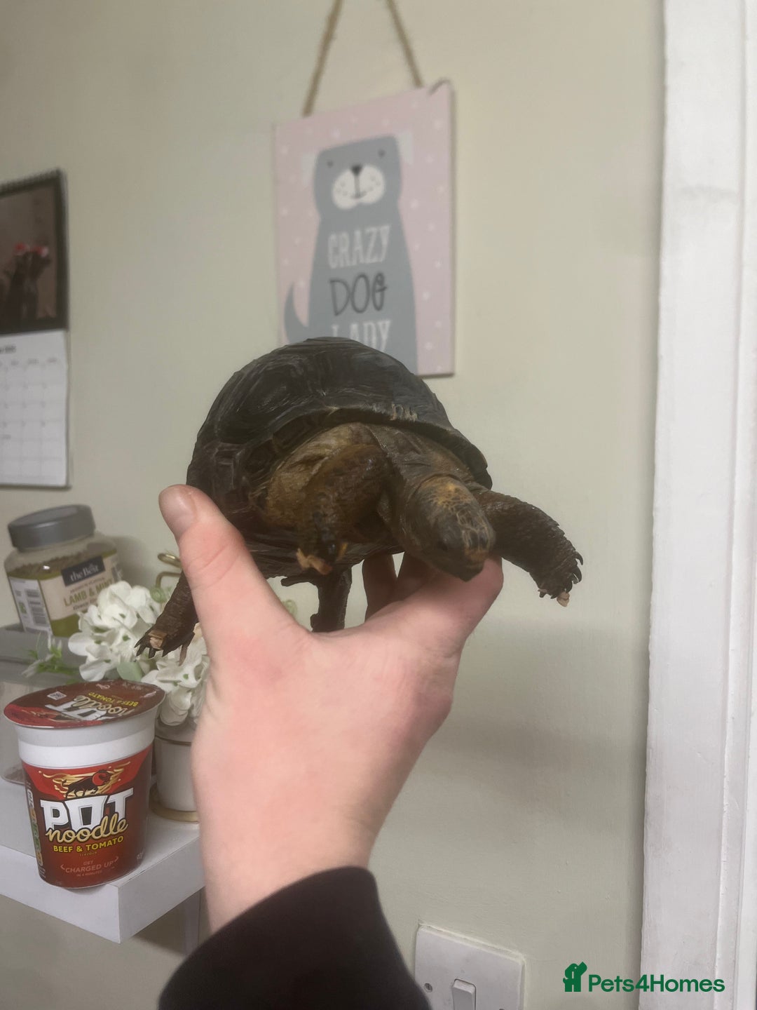 Tortoise reptiles for sale: Aldabra Tortoise - Advert 1