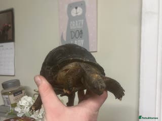 Tortoise reptiles Aldabra Tortoise - Advert 3