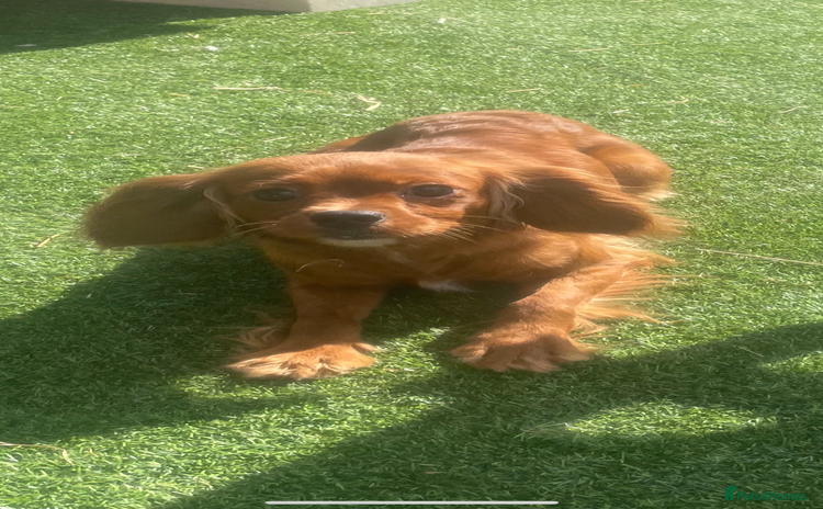 Cavalier King Charles Spaniel dogs - Advert 7