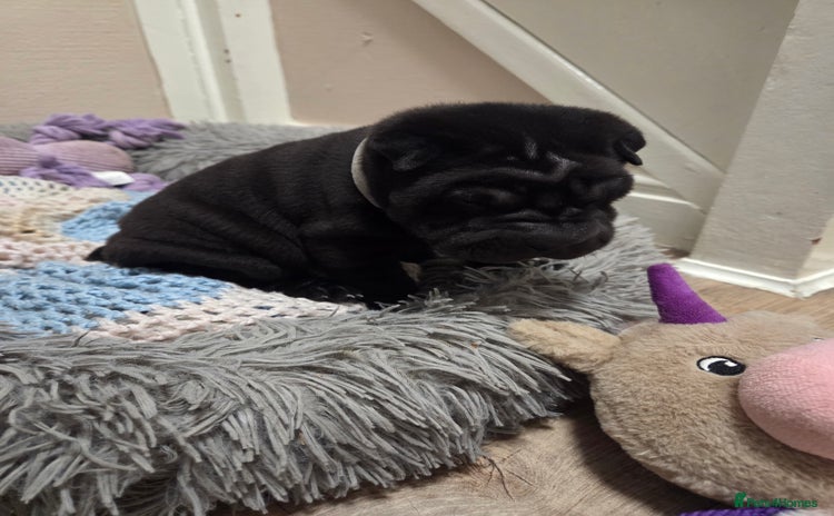 Shar Pei dogs - Advert 17