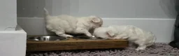Maltese dogs for sale: Luna and Leo - Advert 7
