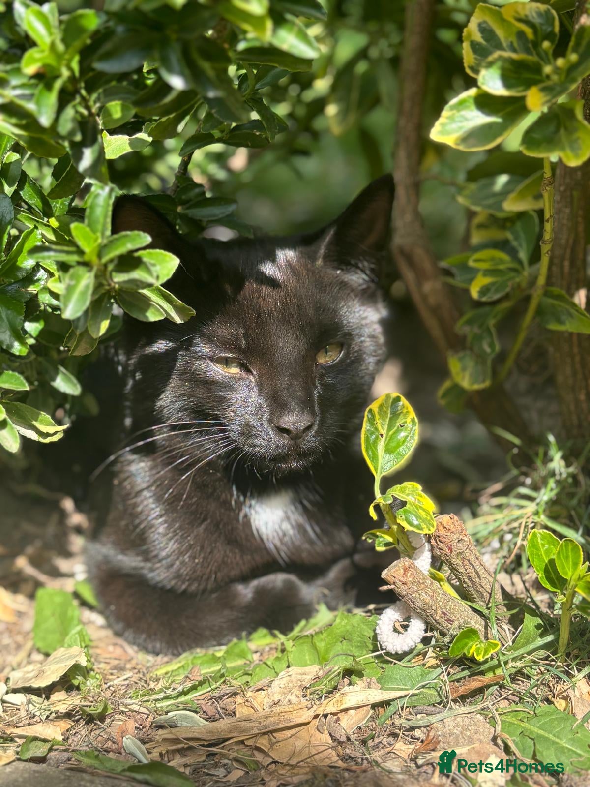 Mixed Breed cats Mixed Breed 15 week old kittens available - Advert 1