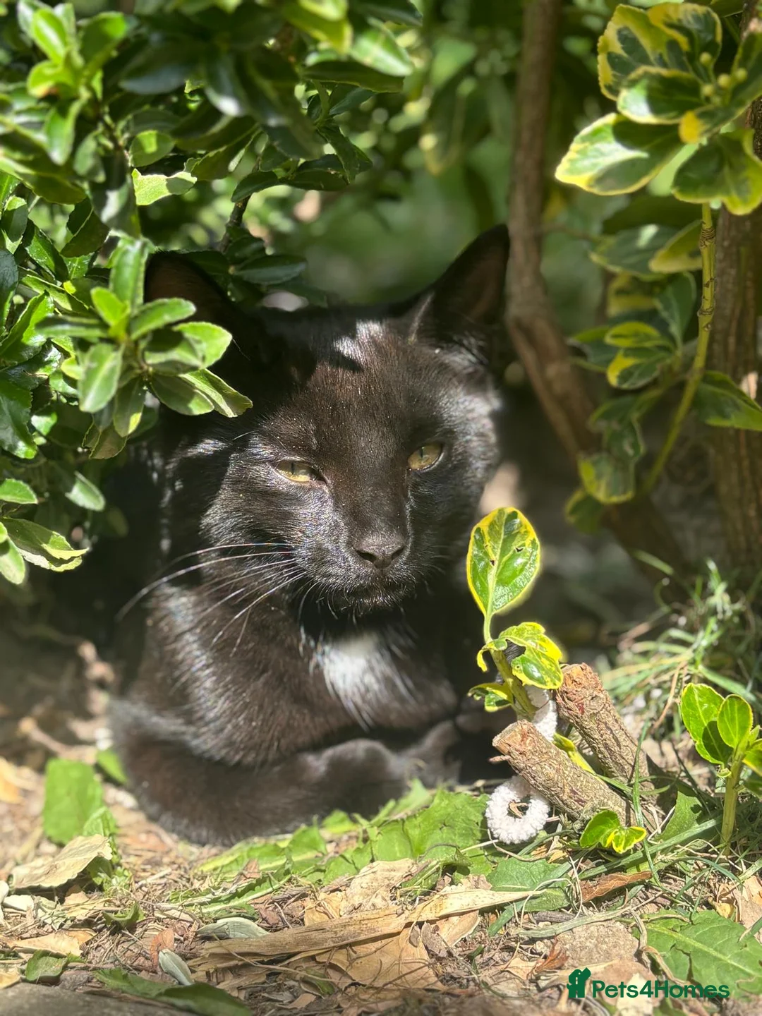 Mixed Breed cats for sale: Mixed Breed 15 week old kittens available - Advert 1