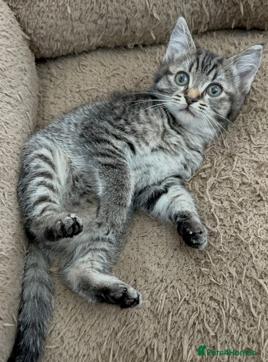 Mixed Breed cats for sale: Beautiful Kittens Ready for a Loving Home 🐾 - Advert 19