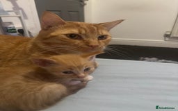 Domestic Shorthair cats for sale: 2 gorgeous short hair ginger male cats for sale 🏡 - Image 6