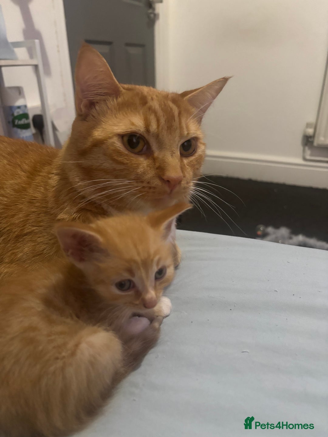 Domestic Shorthair cats for sale: 2 gorgeous short hair ginger male cats for sale 🏡 - Image 6